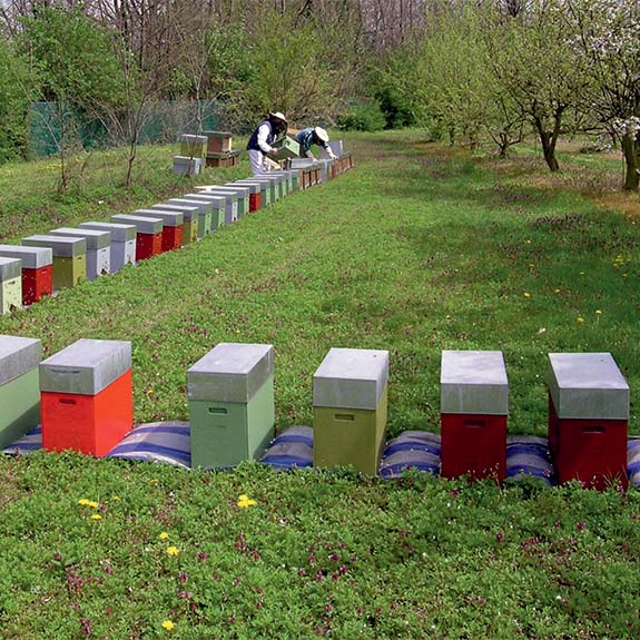 Nuclei e famiglie di api Apicoltura Bianchi