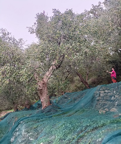 Olio Beraldi