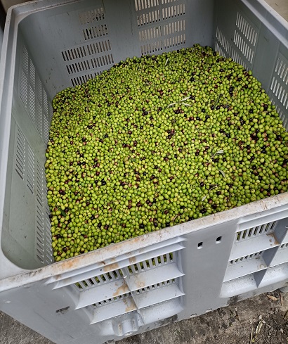 Olio Beraldi
