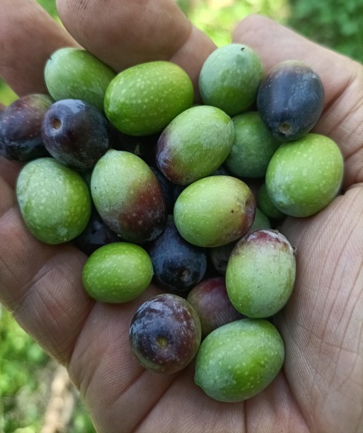 Olio Beraldi