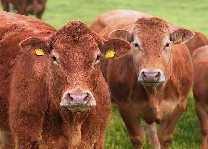 Ovovi dichiarazione nutrizionale